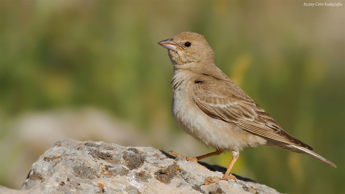 Pale Rockfinch