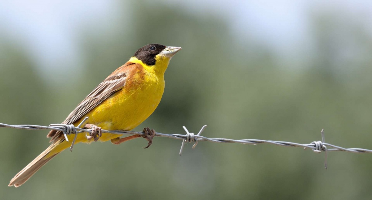 Black-headed Bunting