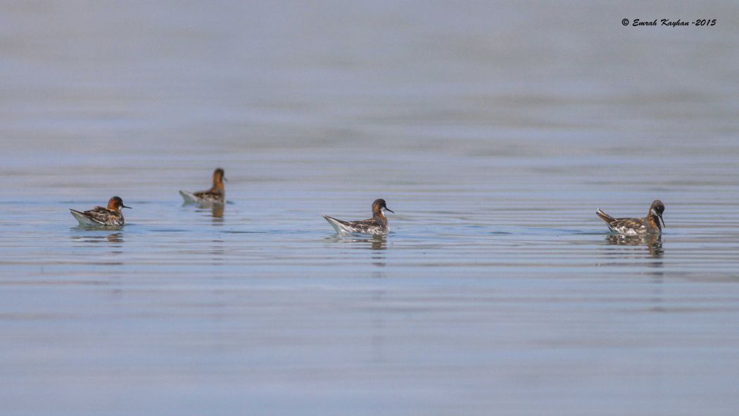 Red-necked Phalarope