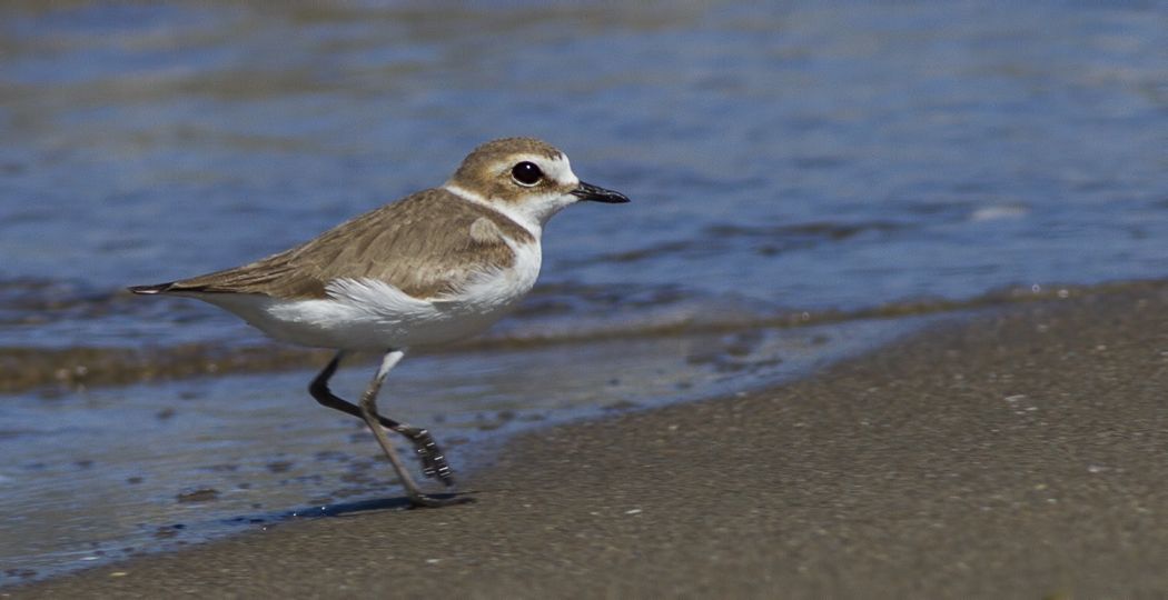 Kentish Plover