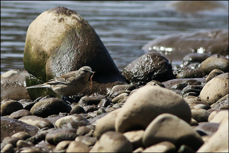 Water Pipit