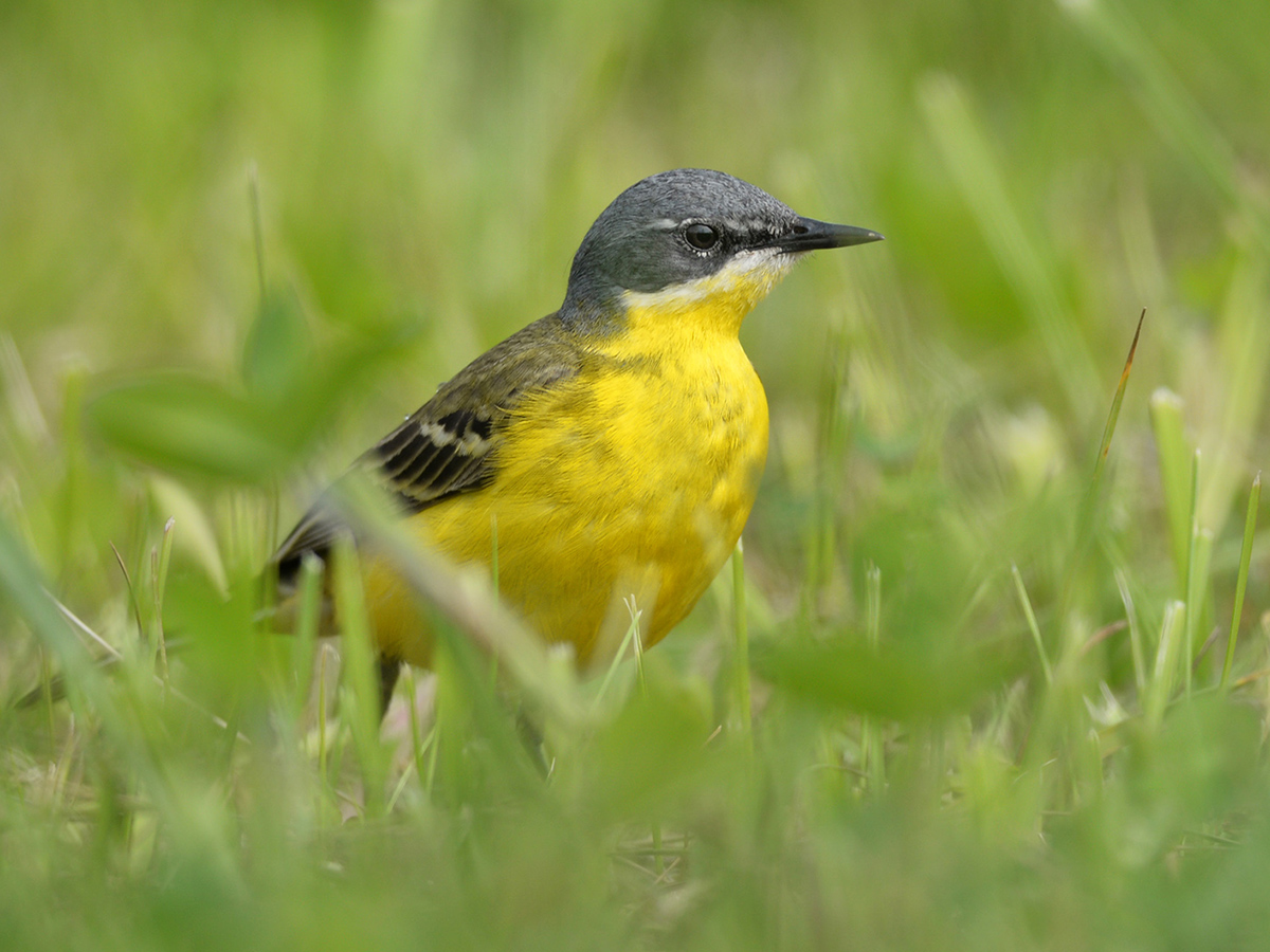 Western Yellow Wagtail