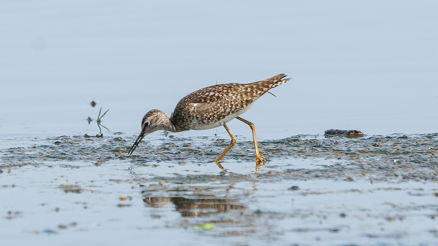 Wood Sandpiper