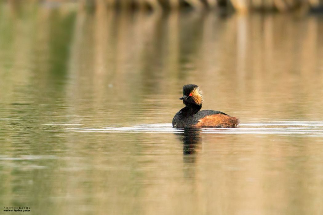 Black-necked Grebe