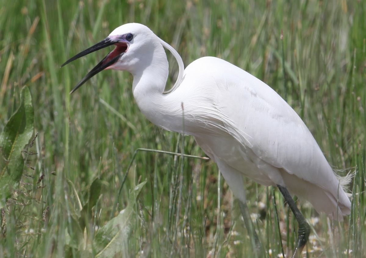 Little Egret