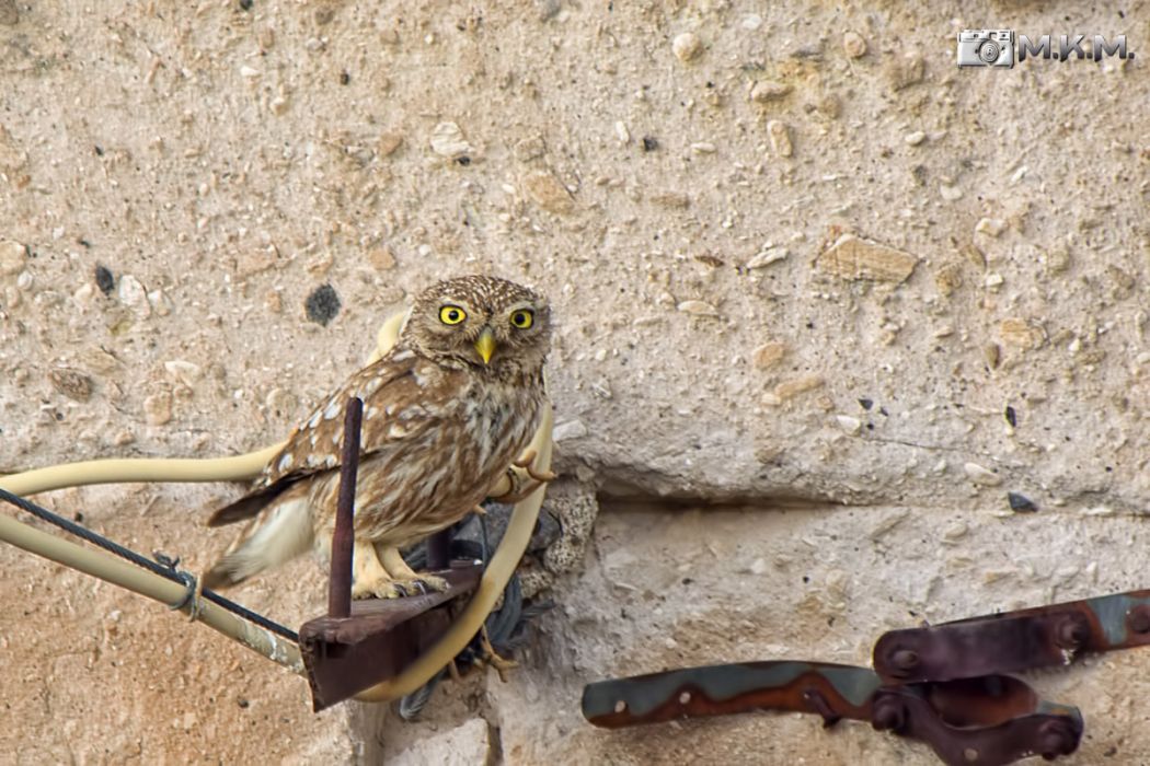 Little Owl