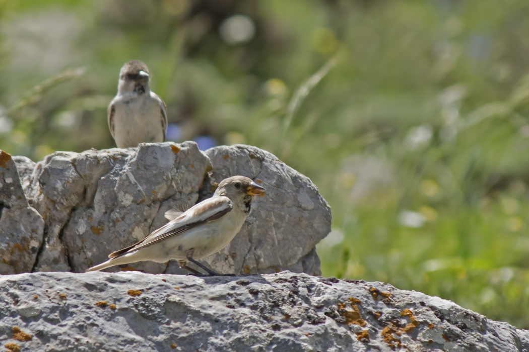 White-winged Snowfinch