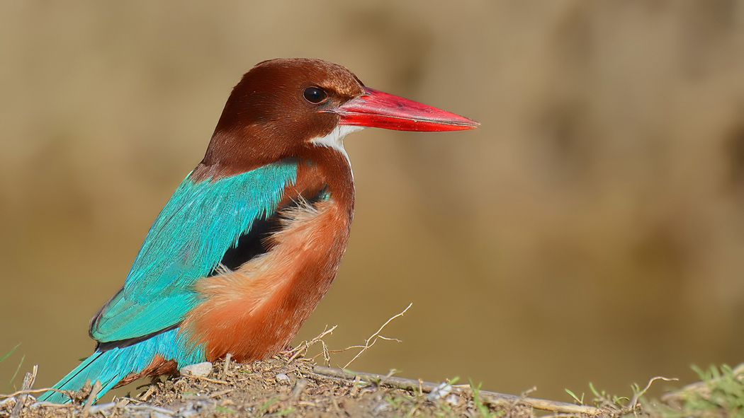 White-throated Kingfisher