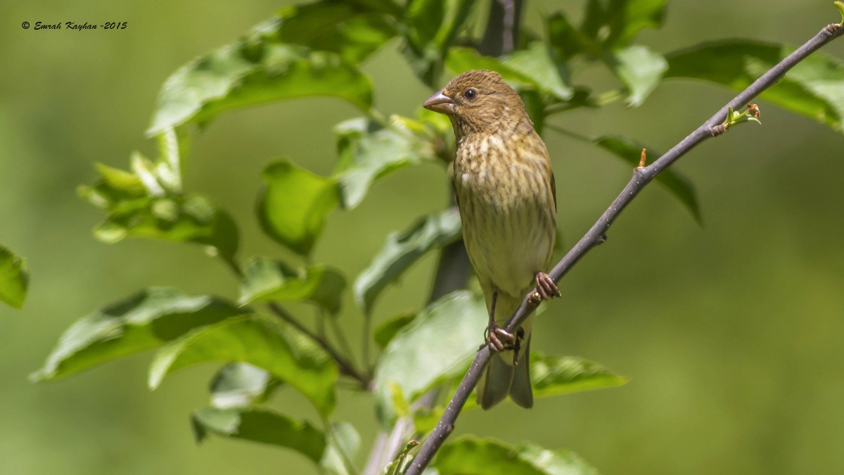 Common Rosefinch