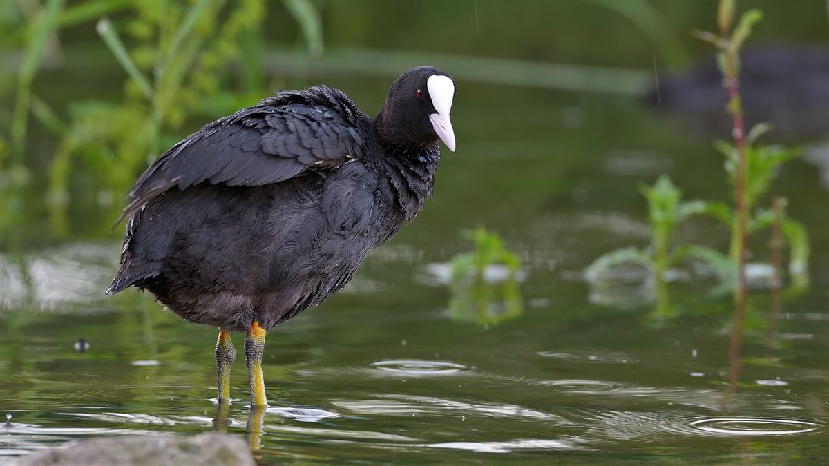 Eurasian Coot
