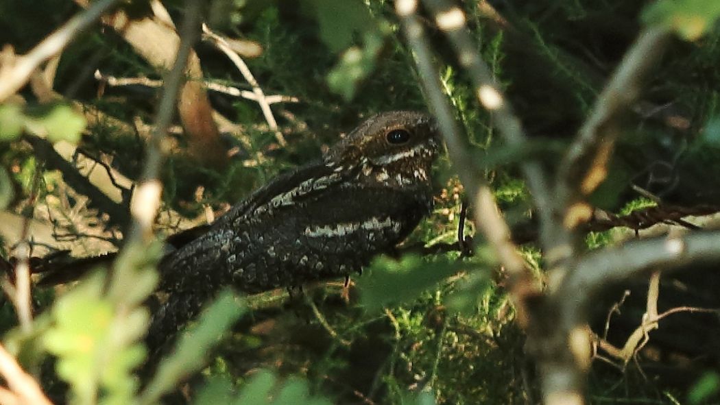 European Nightjar