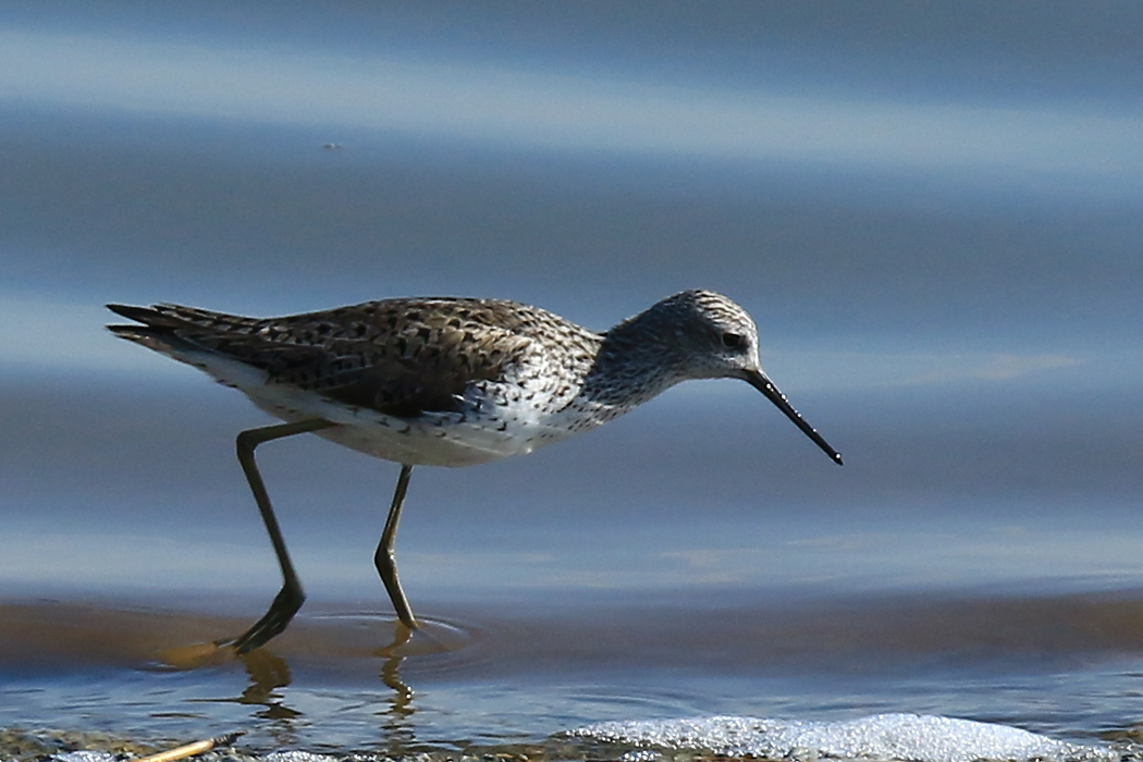 Marsh Sandpiper