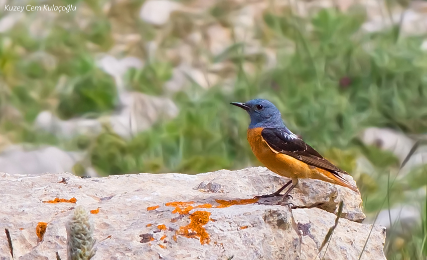 Common Rock Thrush