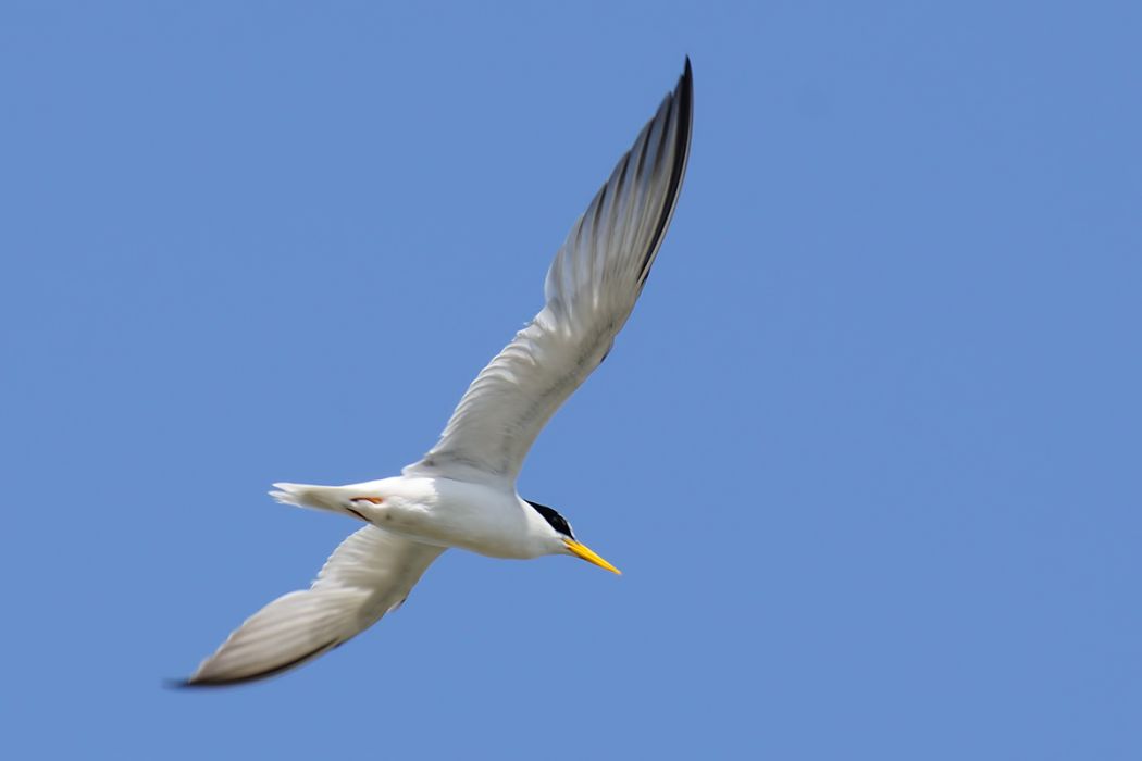 Little Tern
