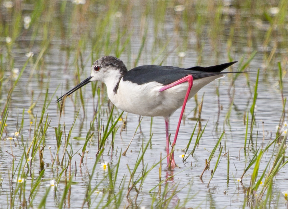 Black-winged Stilt