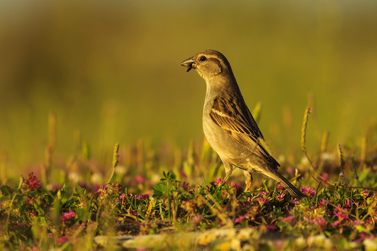 House Sparrow
