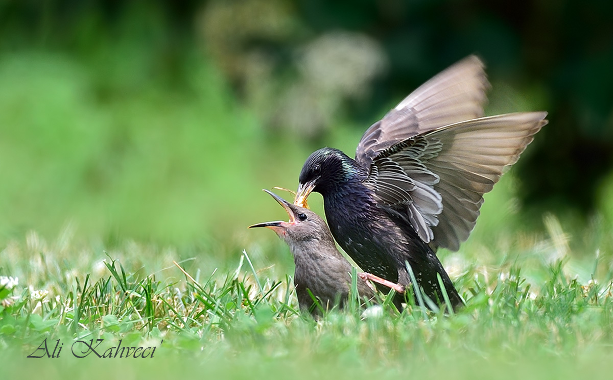 Common Starling