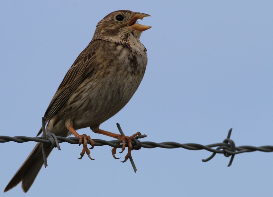 Corn Bunting