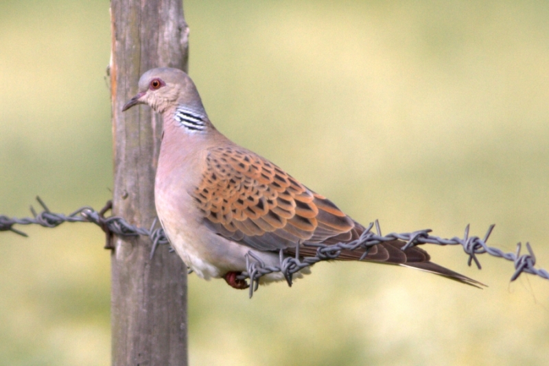 European Turtle Dove