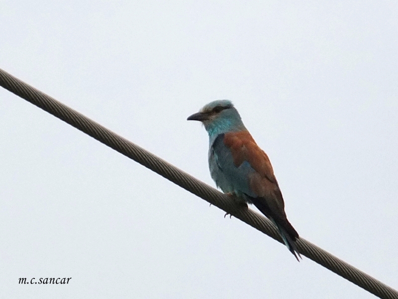 European Roller