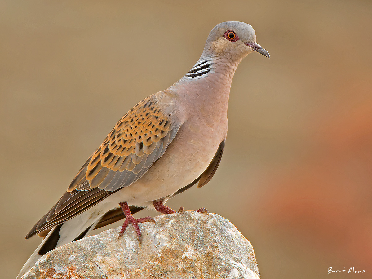 European Turtle Dove