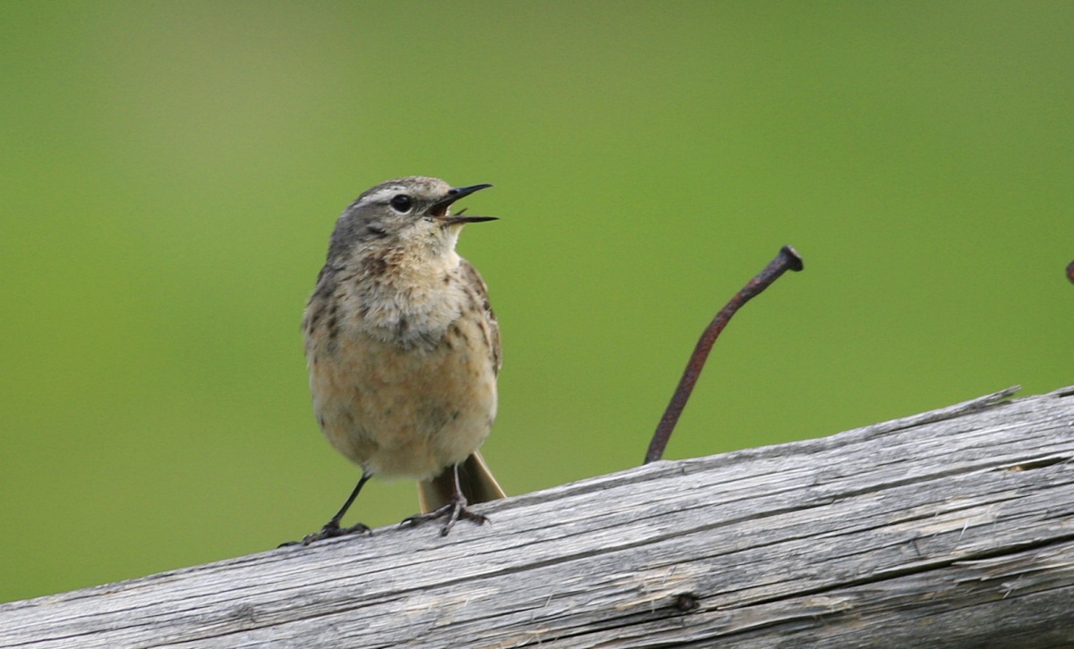 Water Pipit