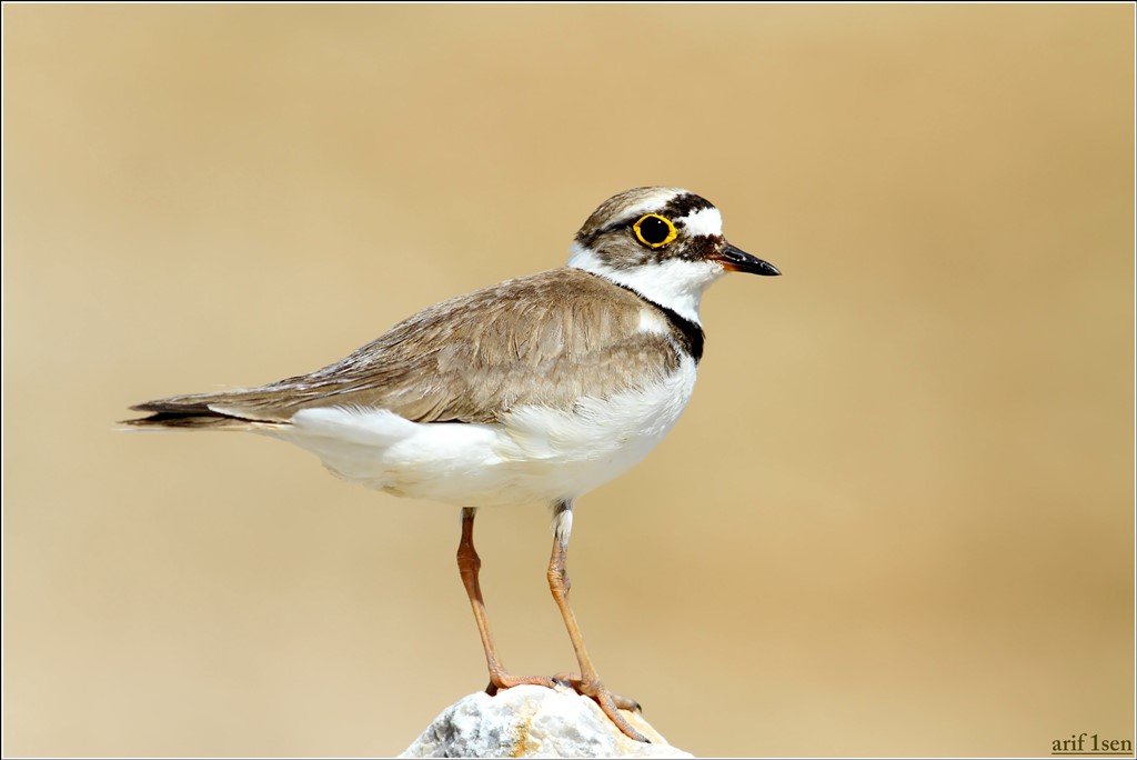 Little Ringed Plover