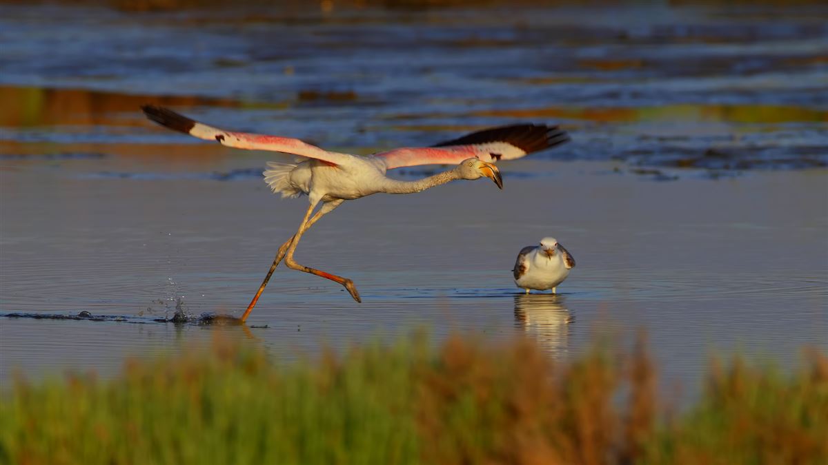 Greater Flamingo