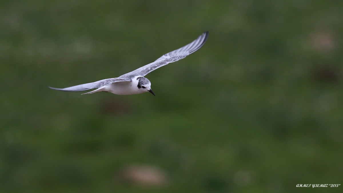 Little Gull