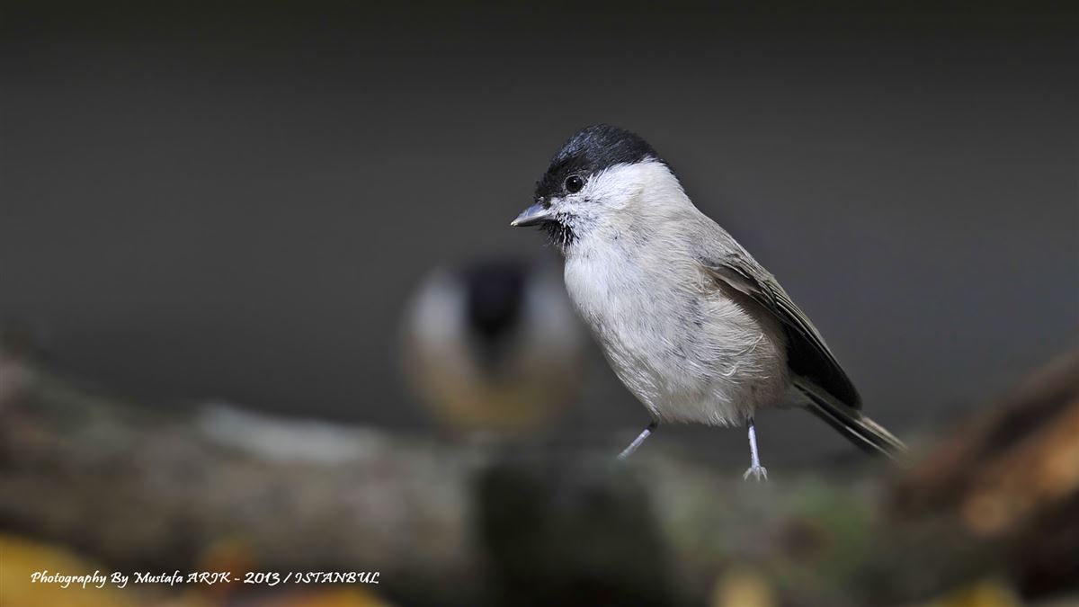 Marsh Tit