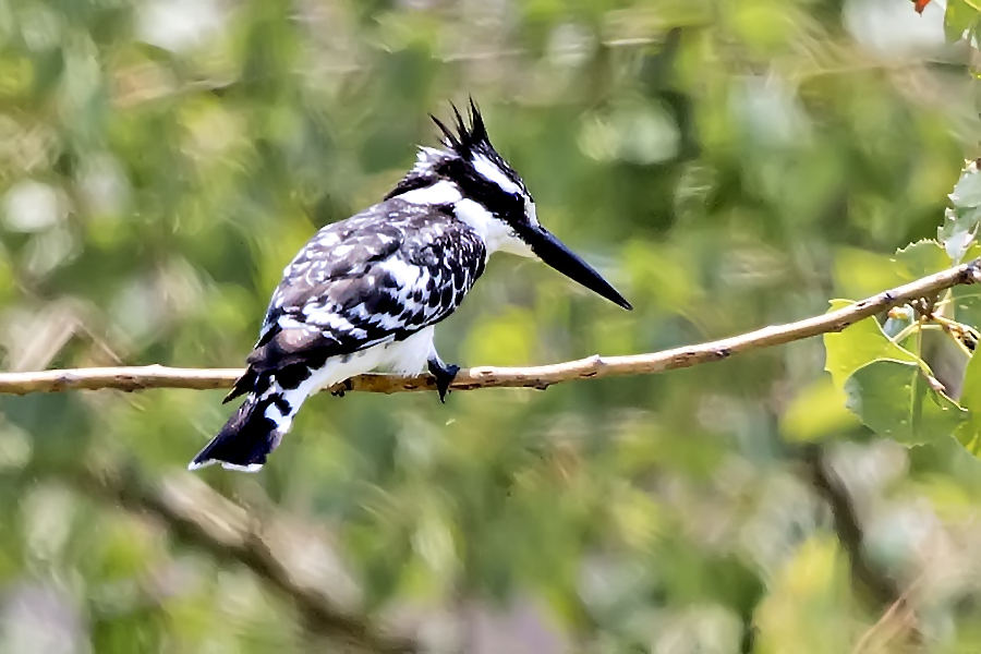 Pied Kingfisher