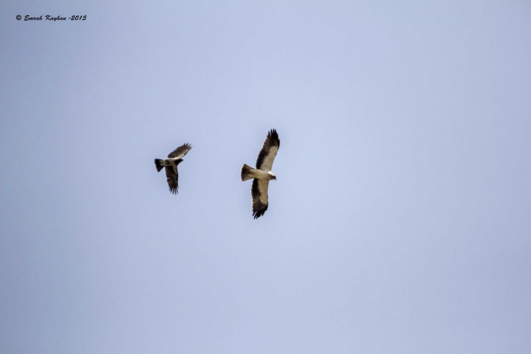 Booted Eagle