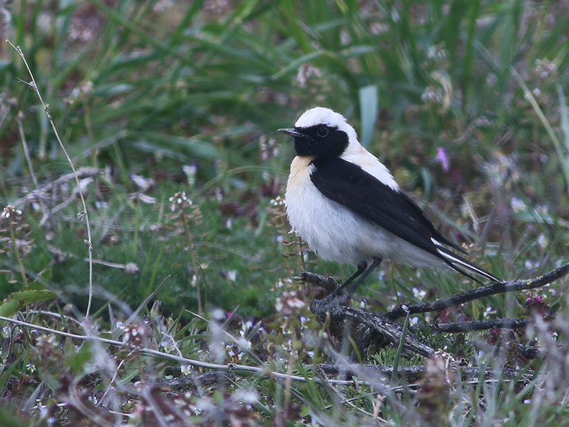 Black-eared Wheatear