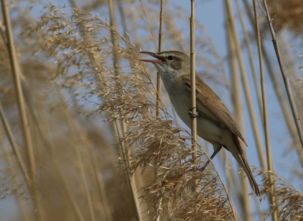 Great Reed Warbler