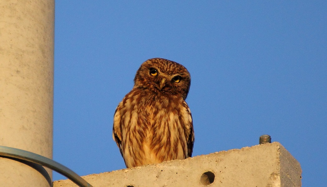 Little Owl