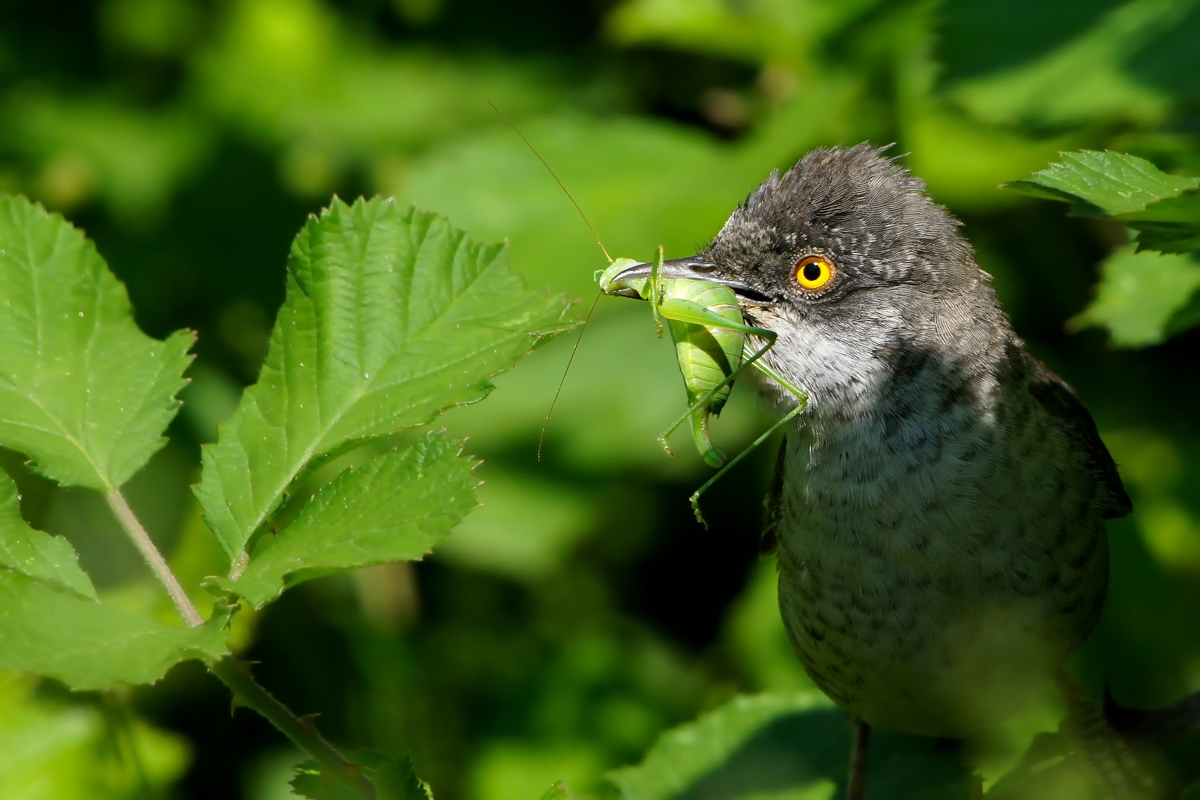 Barred Warbler