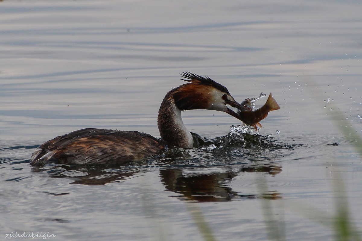 Great Crested Grebe