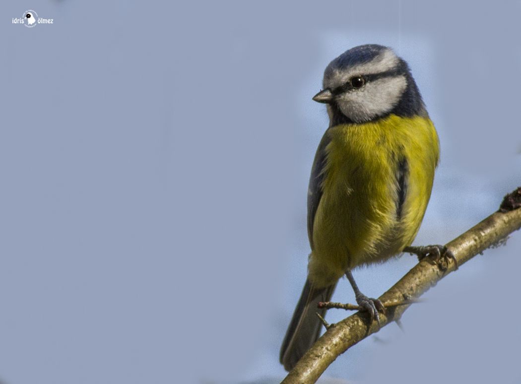Eurasian Blue Tit