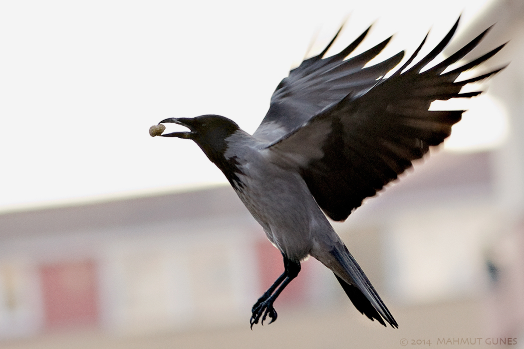 Hooded Crow