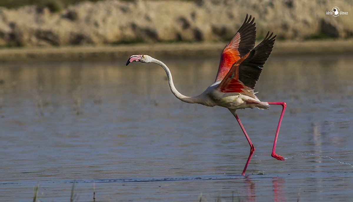 Greater Flamingo