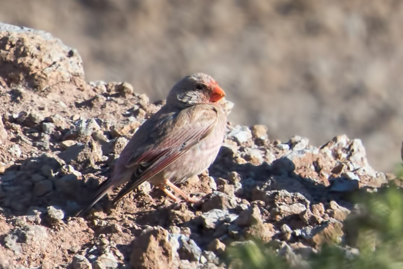 Trumpeter Finch