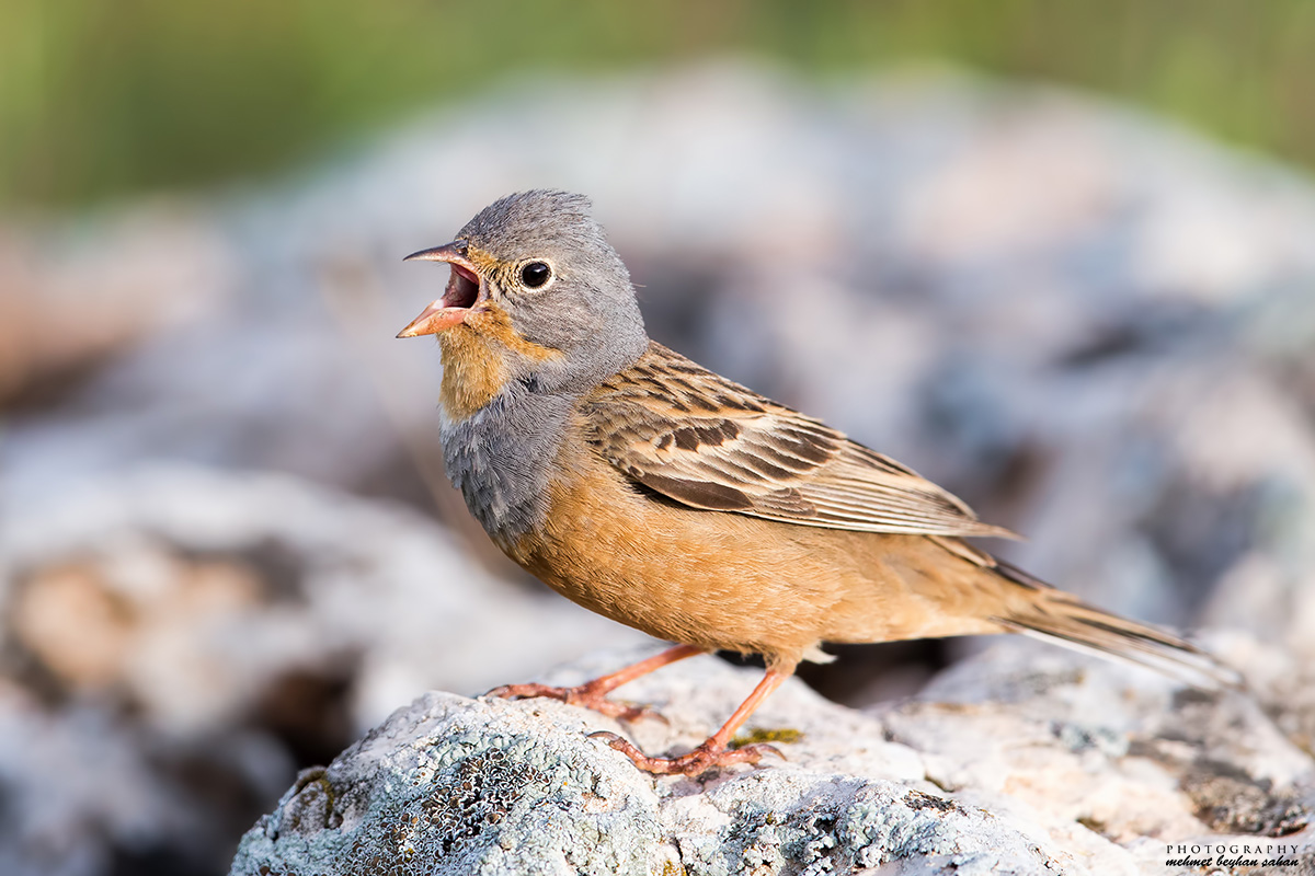 Cretzschmar`s Bunting
