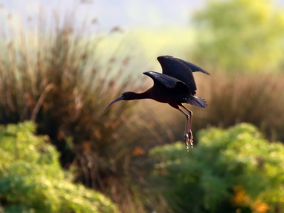 Glossy Ibis