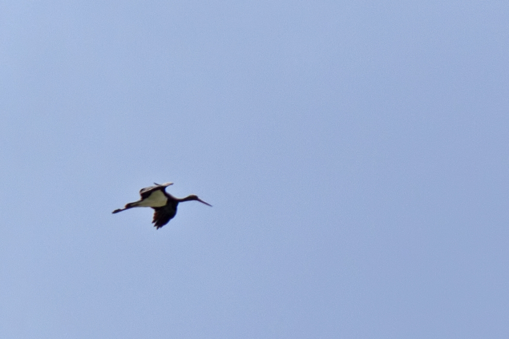 Black Stork
