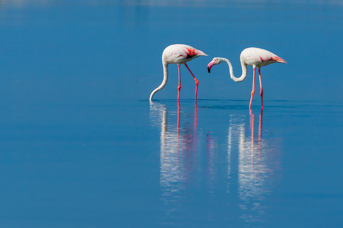 Greater Flamingo