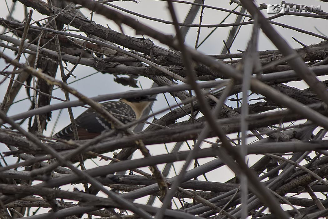Great Spotted Cuckoo