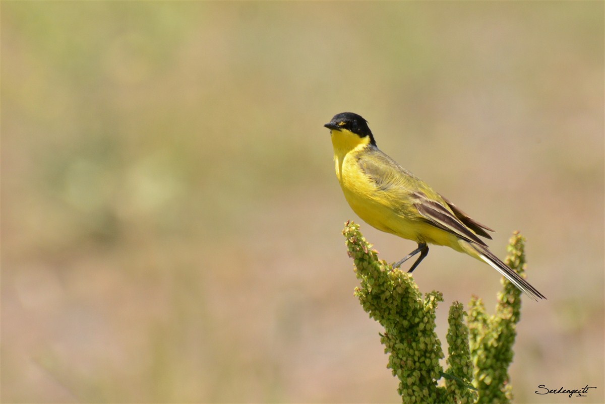 Western Yellow Wagtail