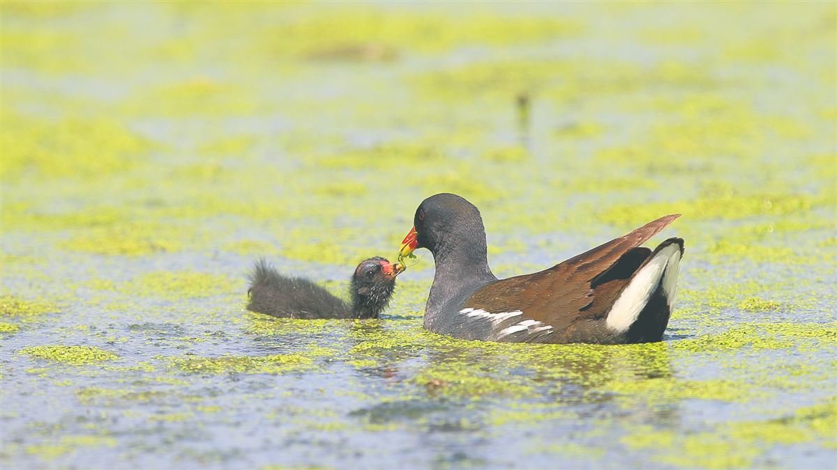 Common Moorhen