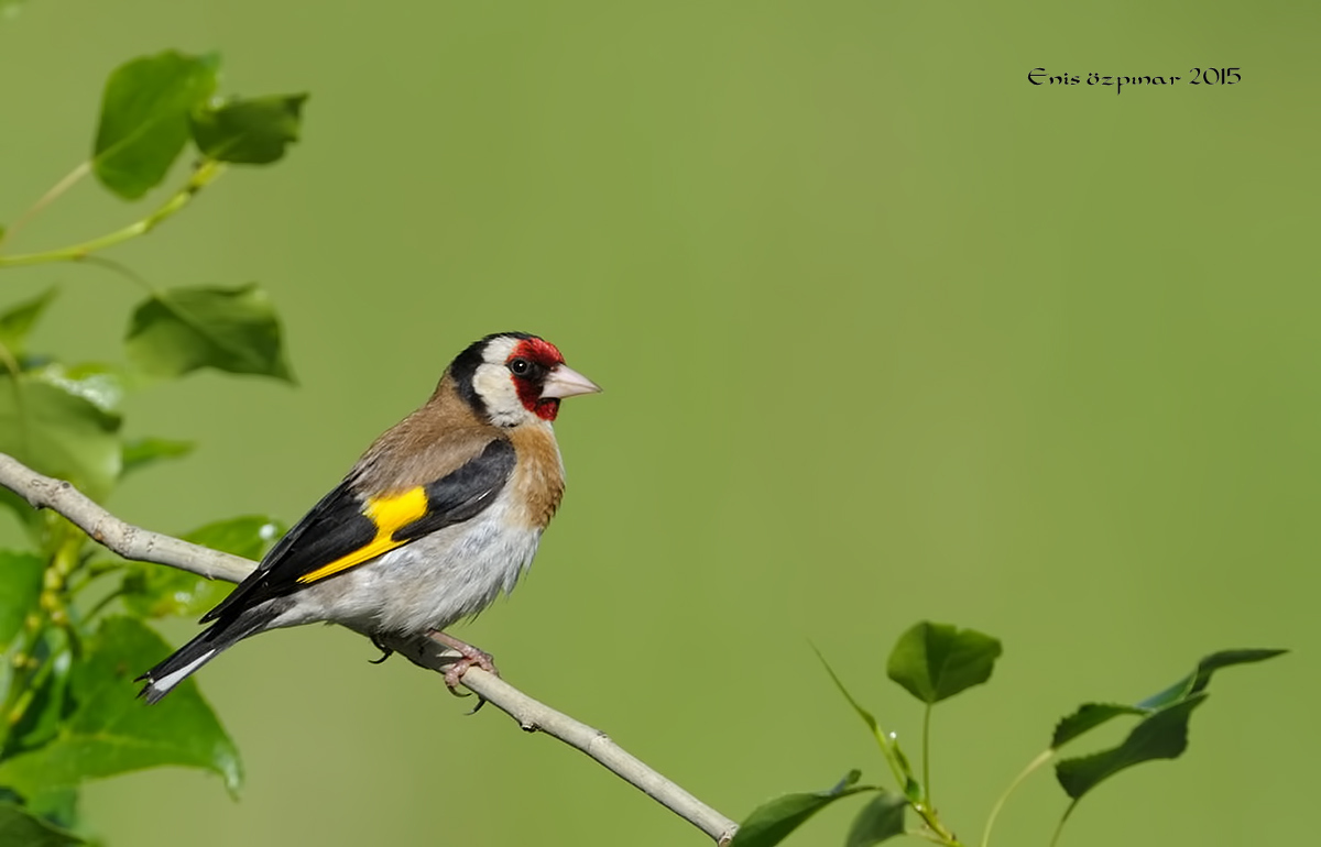 European Goldfinch