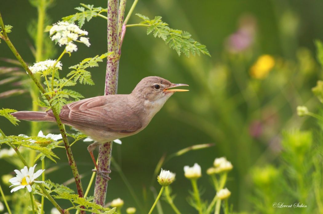 Eastern Olivaceous Warbler